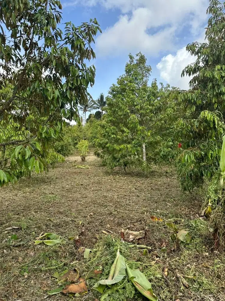 Jua tanah kebun durian montong di bali