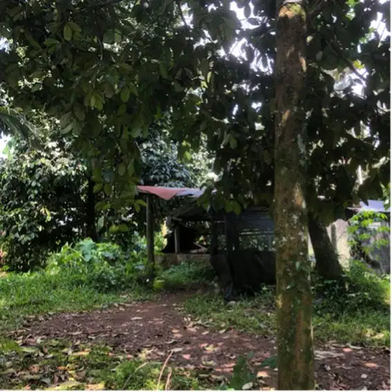 Tanah Kebun manggis Dan durian murah di tabanan