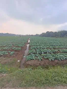 Jual Tanah Kebun di Bandung