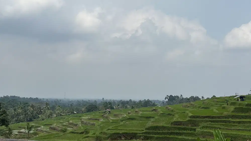 Di jual tanah kebun durian dan manggis view sawah cocok untuk hunian
