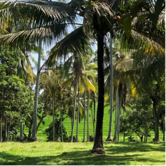Di jual tanah murah di kawasan wisata pantai balian beach