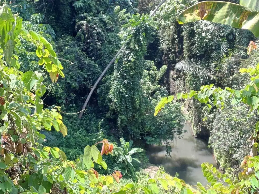 TANAH MURAH DI UBUD LOS SUNGAI jalan Raya ubud Gianyar Bali