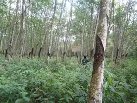 Lahan Besar 10.660 m² (1,06 Ha), SHM, Talang Kelapa – Harga Super Mura