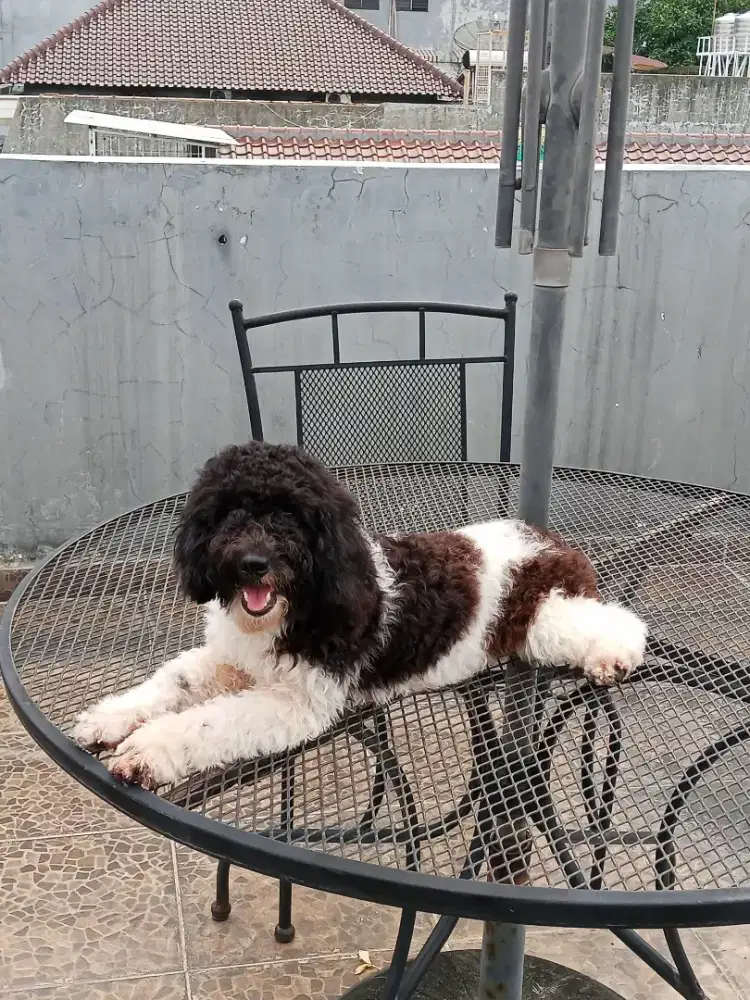 Poodle betina dewasa