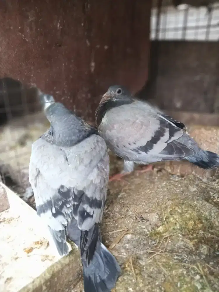 Merpati pos piyik