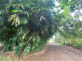 Jual Kebun Bambu Cibening Purwakarta LT 2200 AKSES MOBIL