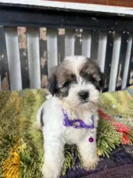 Dijual pupys shitzu umur 2 bulan