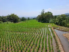 JUAL CEPAT TANAH SAWAH HARGA TERJANGKAU BAROS BANJARAN