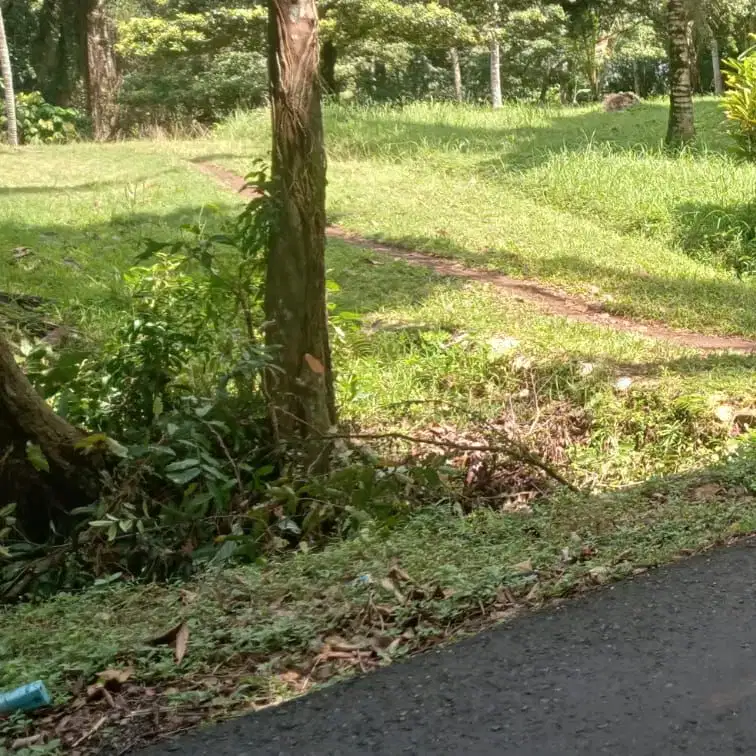 Di jual tanah kebun view sawah di kawasan berkembang