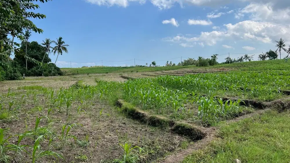 Di jual tanah datar zona kuning view sawah di tabanan