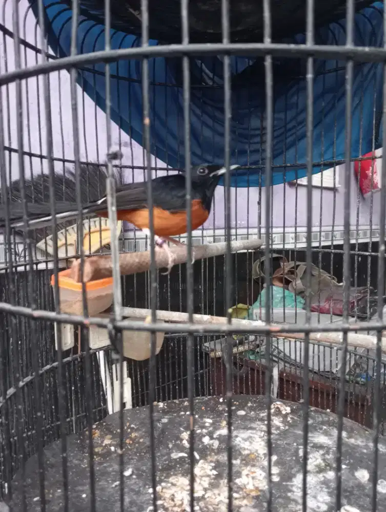 Jual burung murai Medan gacor