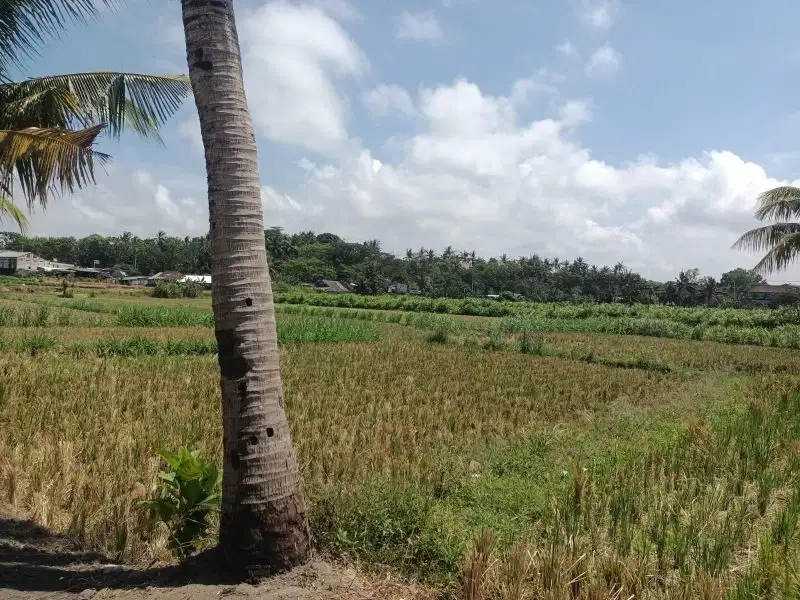 Di jual Tanah Los sungai Lodtunduh Ubud