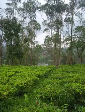 JUAL CEPAT TANAH UNTUK VILA PANGALENGAN BANDUNG SELATAN