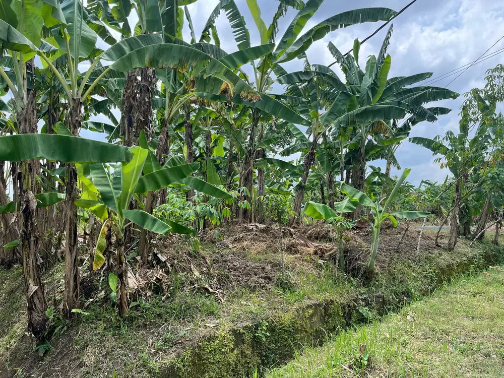 Tanah 1,5 Are Lingkungan Tenang View Sawah