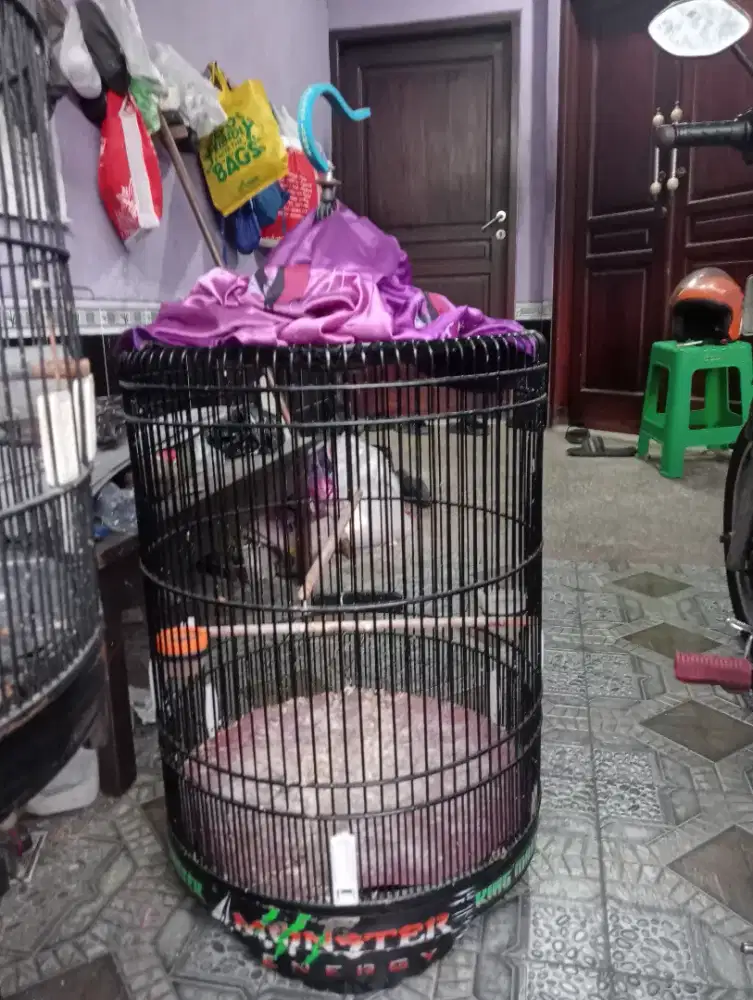 Jual sangkar murai UK 55