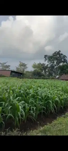 TANAH LOKASI ABDUL GANI KOTA BATU