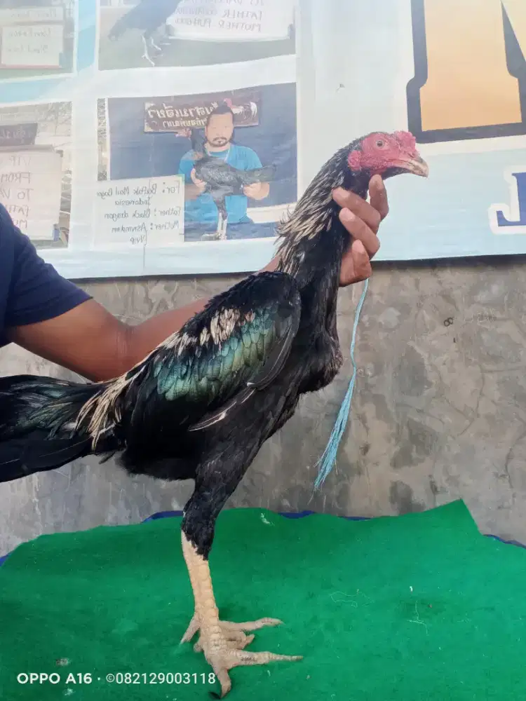 Ayam import Thailand VIP Drumbend