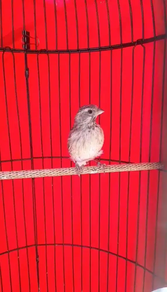 Burung blactroot