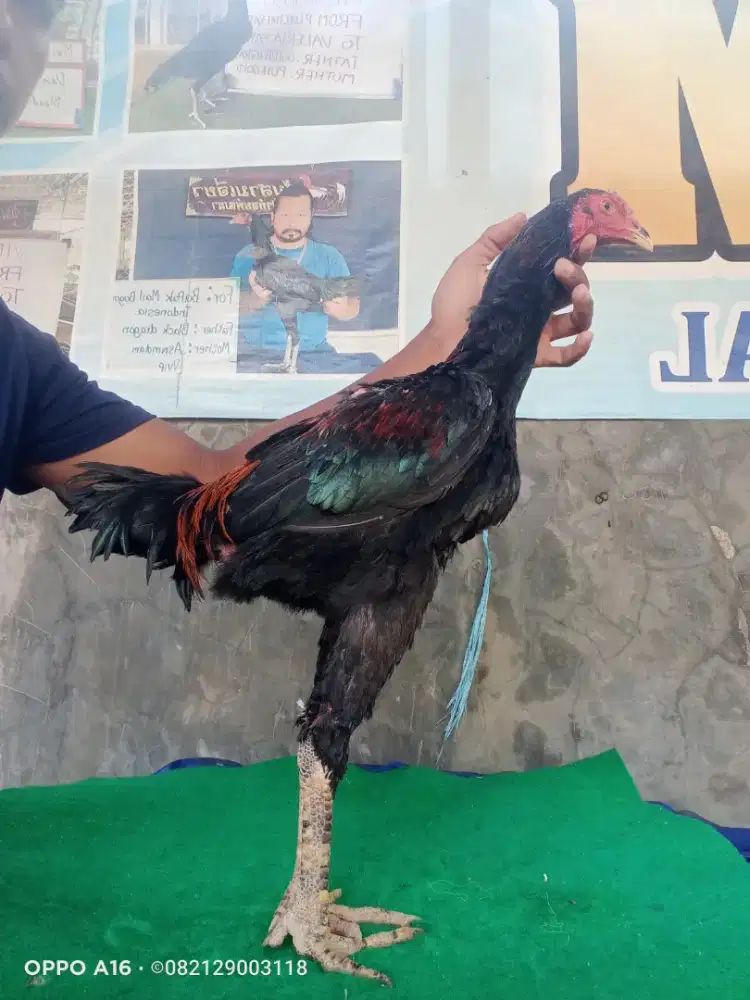 Ayam pakhoy import Super VVIP Drumband