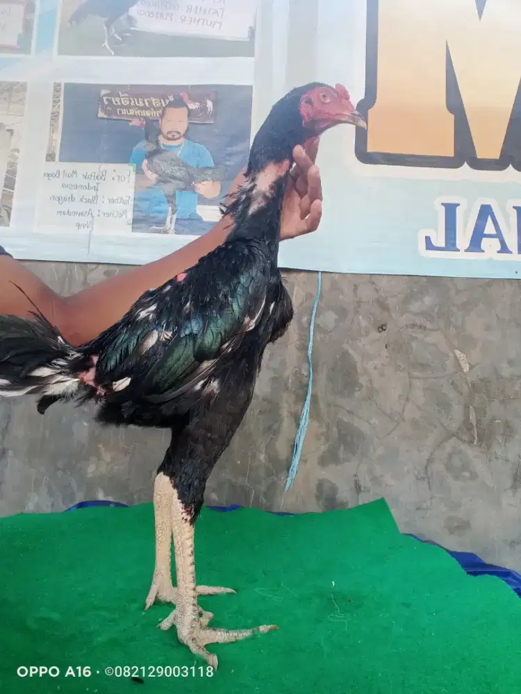 Ayam pakhoy import Super VVIP Drumband