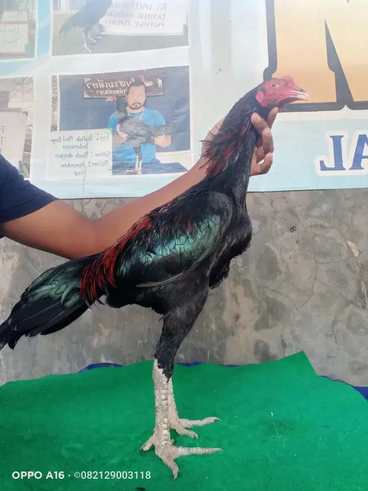 Ayam pakhoy import Super VVIP Drumband
