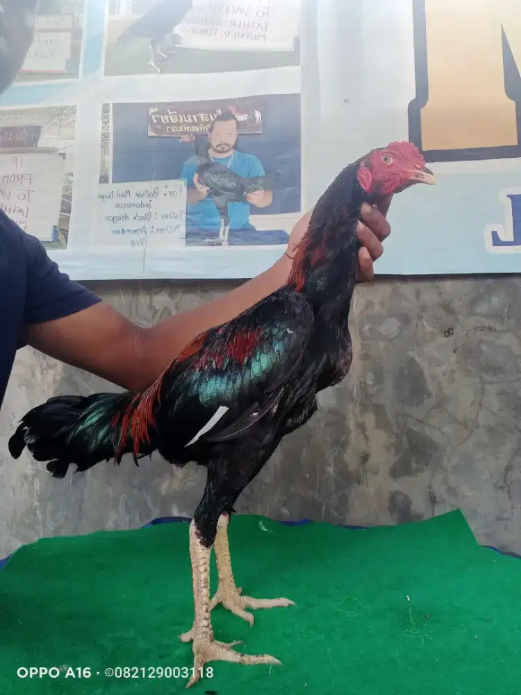 Ayam pakhoy import Super VVIP Drumband