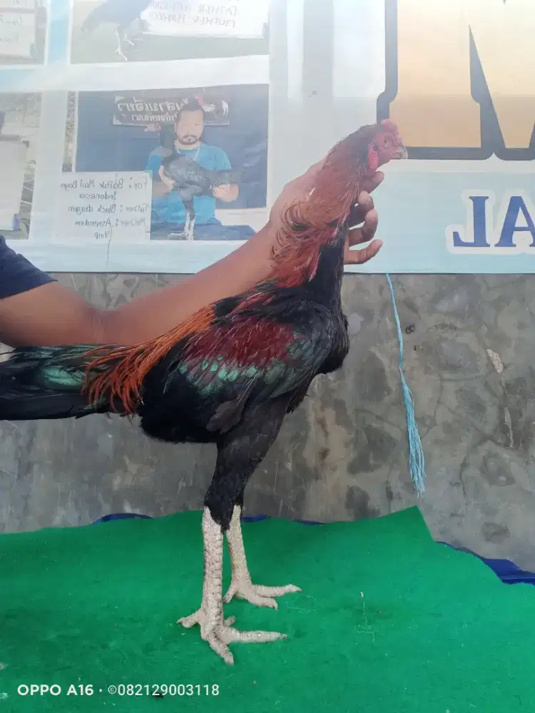 Ayam pakhoy import Super VVIP Drumband