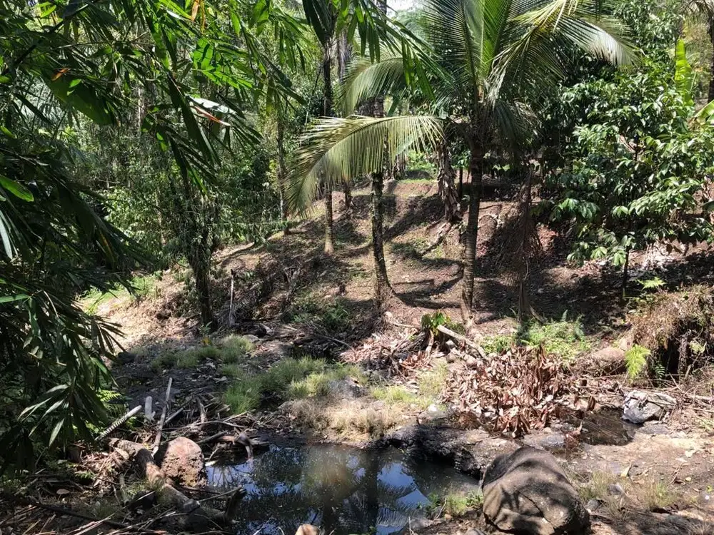 Kebun kopi , durian dan manggis view air terjun dan jungle murah