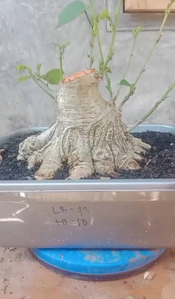 BAHAN BONSAI WARU INDIA (BUC)