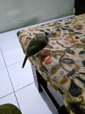 Burung trucuk anak mandiri