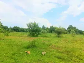 Tanah Pertanian 5ha diJUAL di Situbondo