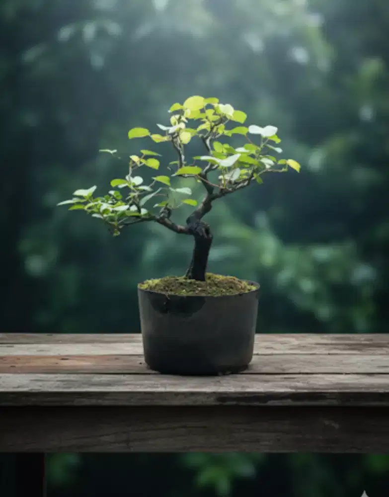 Bonsai waru / Hibiscus tiliaceus