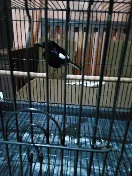 Kacer Jateng deker