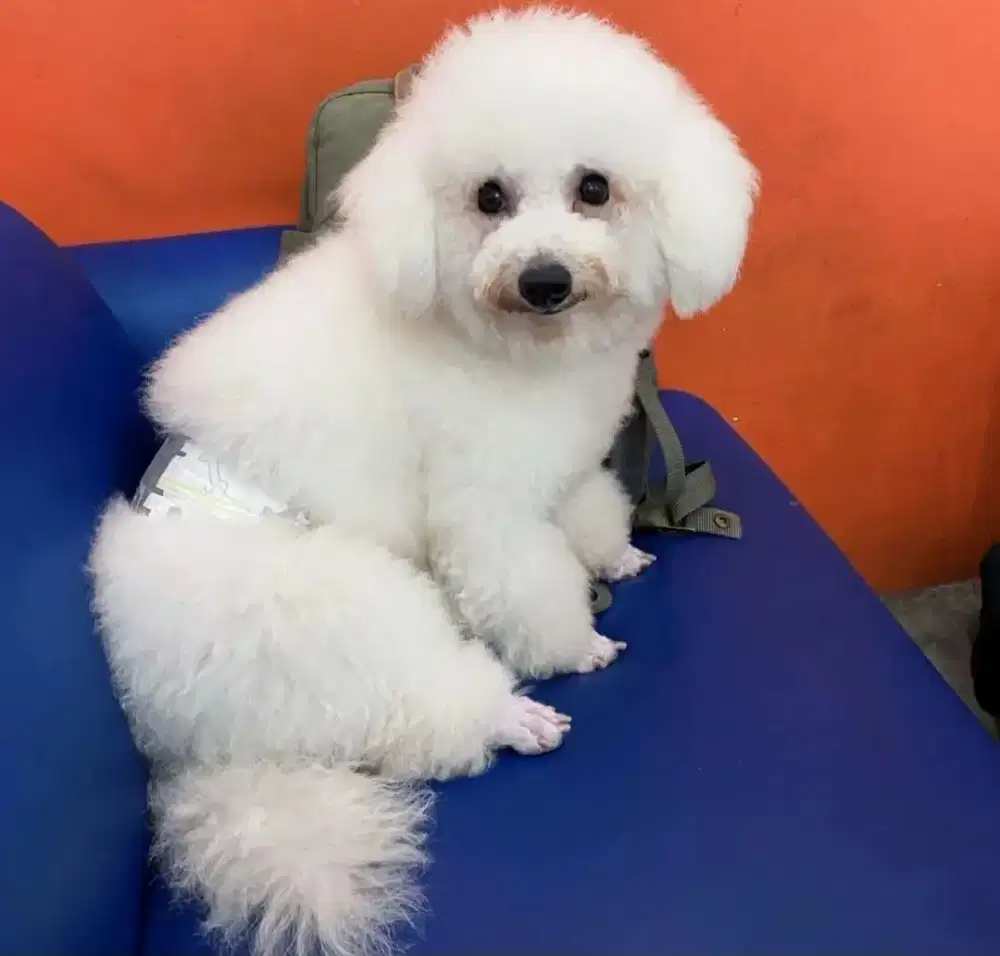 Bichon jantan 14 bulan