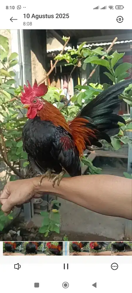Ayam serama jantan dewasa