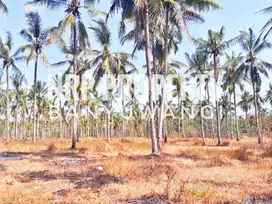 Dijual Tanah Kering Murah Strategis 0 Jl.Provinsi Cluring - Banyuwangi