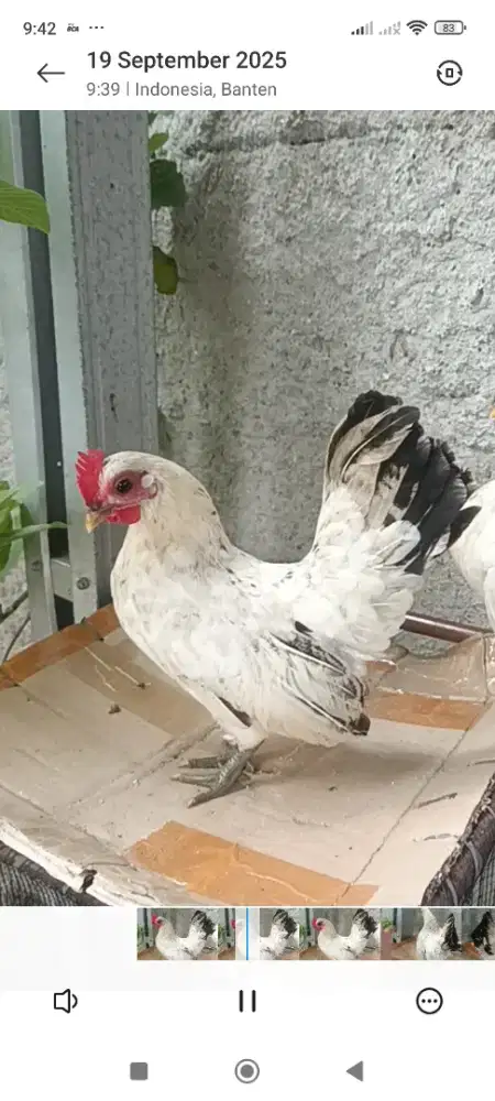 Ayam serama betina