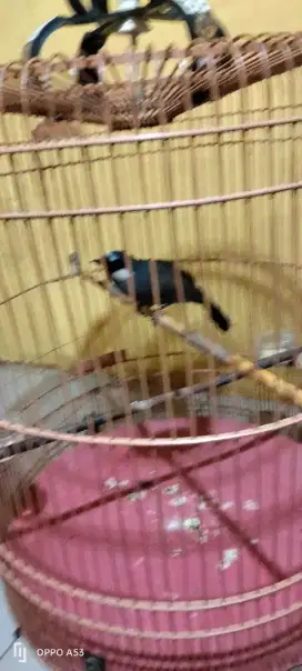 BURUNG POKSAY HONGKONG