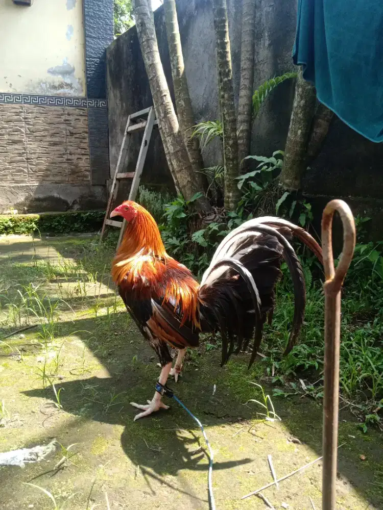 Original ayam import