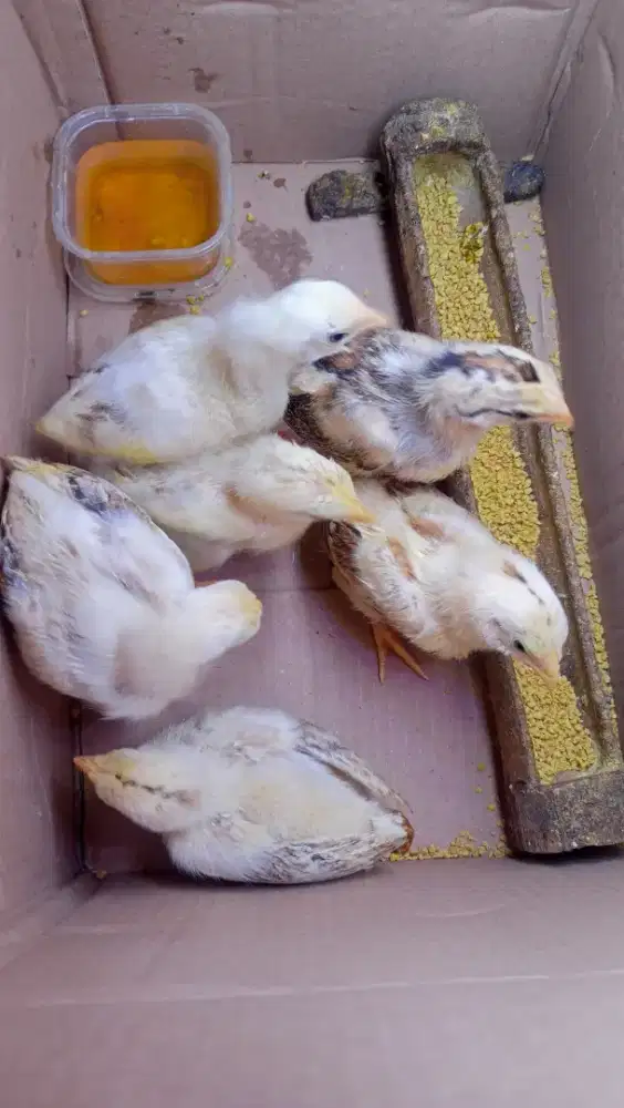 Anak ayam Pama x BK elid