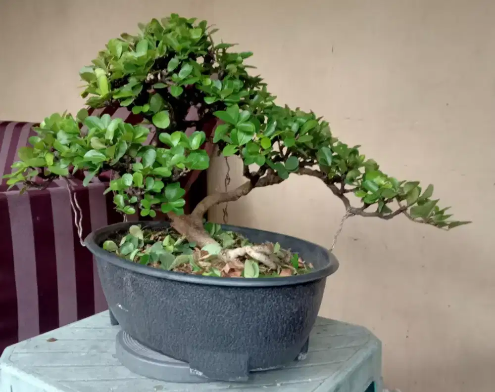 Bonsai Sianci rajin berbuah