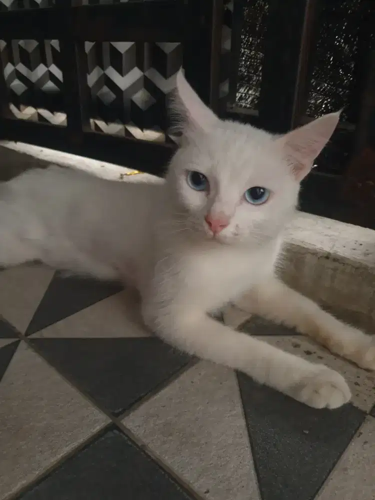 Open Adopt
Kucing Mixdom (persilangan Himalaya X Persia)