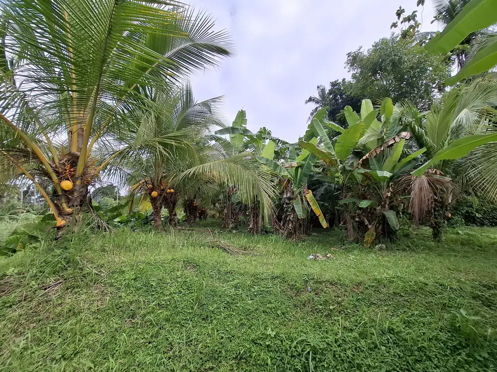 Dijual tanah kebun view sawah terasering di selemadeg barat Tabanan