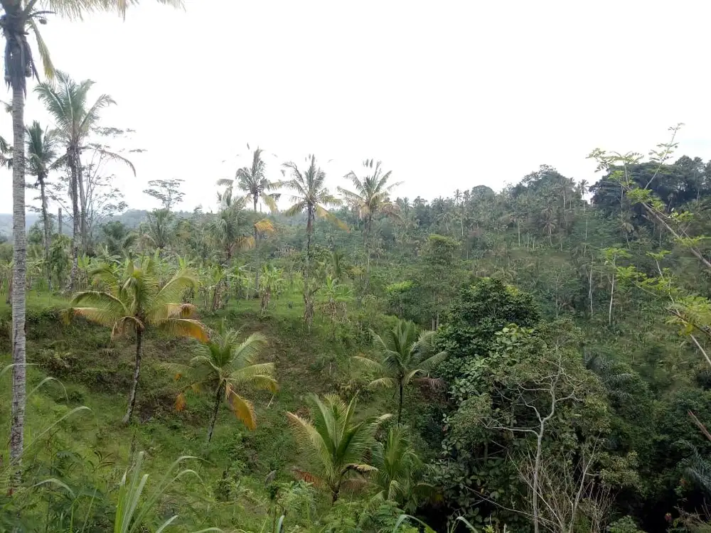 DIJUAL  LOKASI TANAH   VIEW SAWAH & SUNGAI , UBUD PAYANGAN  - BALI.