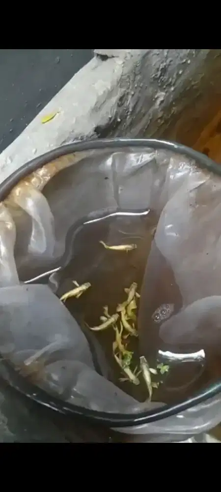 Guppy Golden Line viet
