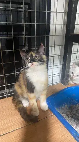 Kitten persia betina