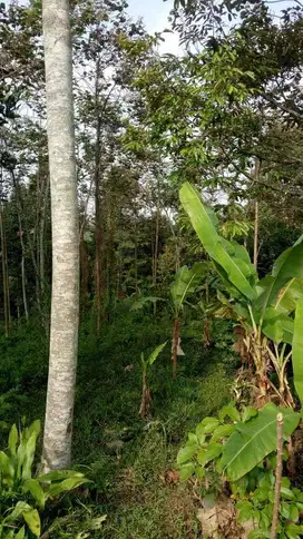 Dijual kebun durian subur dan luas di Bareng, Jombang