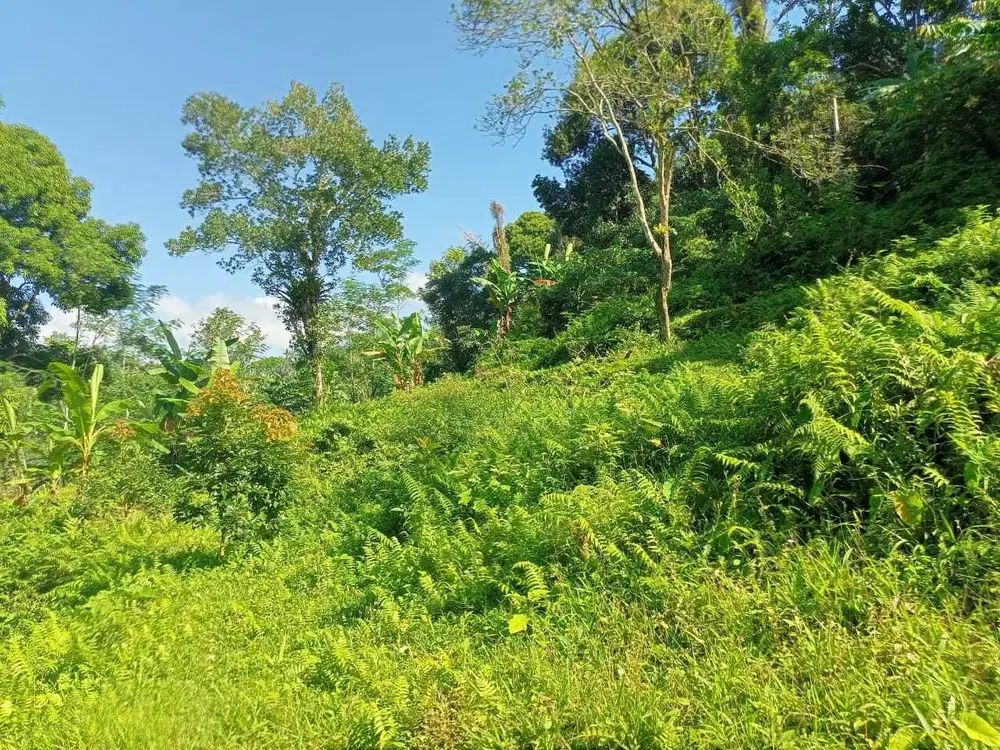 Dijual tanah kebun tabanan penebel