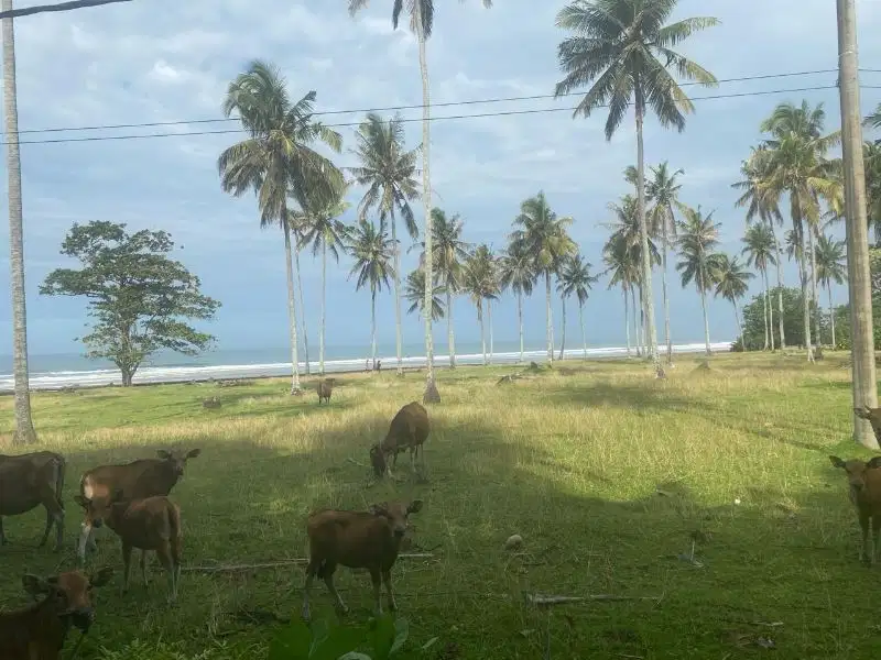 DI JUAL TANAH LOST PANTAI DEKAT BALIAN BEACH