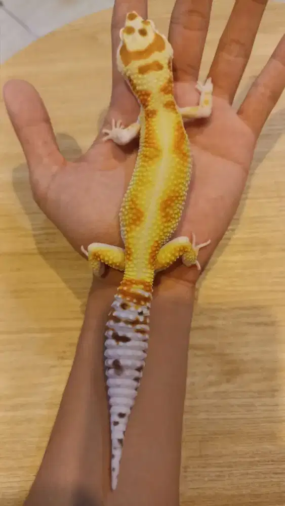 Gecko WY Jungle Bell